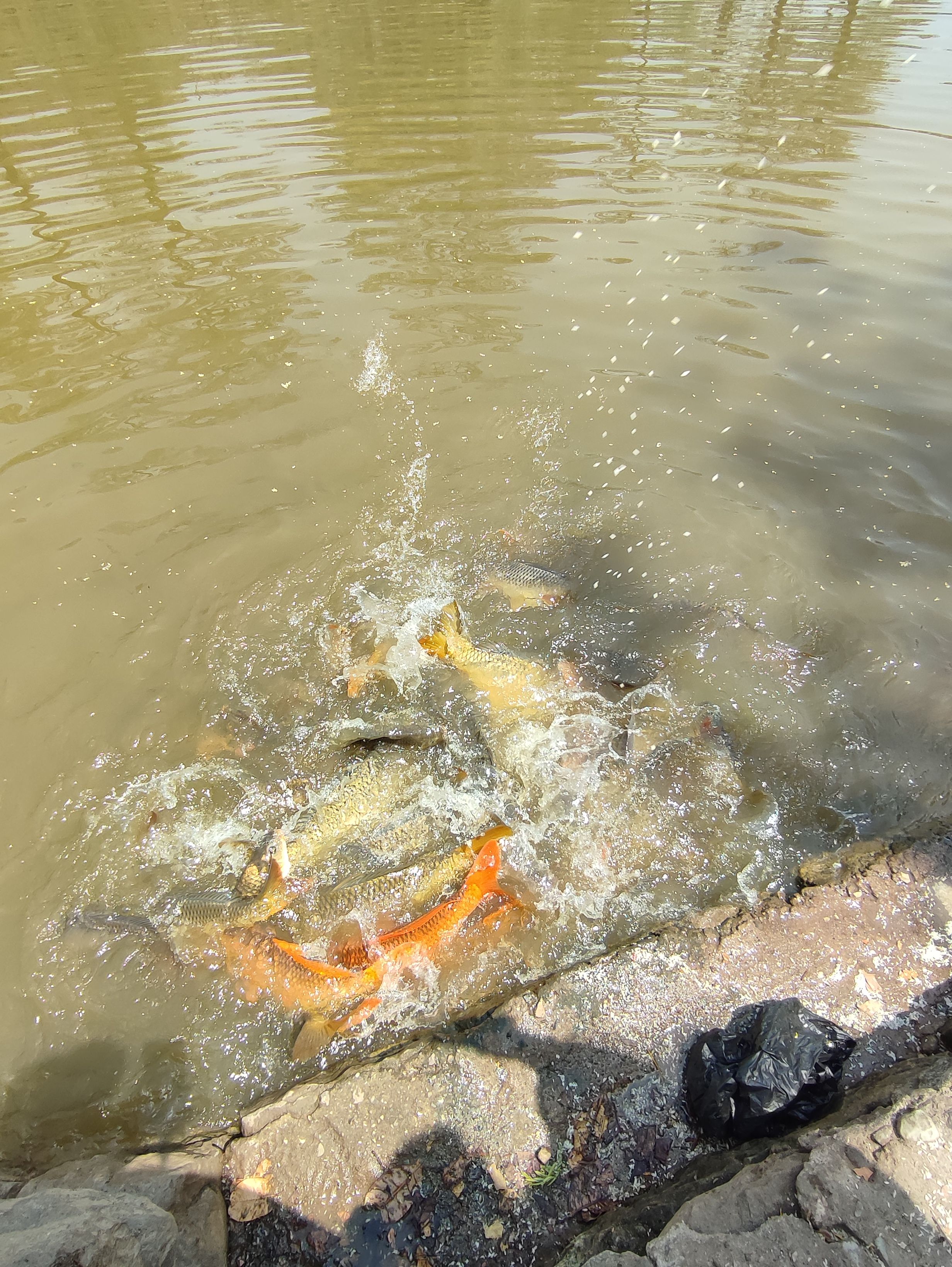 Fish pond in Bishnu mandirr